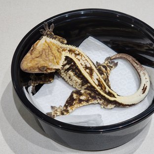 Full Pinstripe Drippy White Spot White Crown Cappuccino