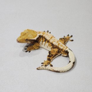 White Pin White Spot Tri Extreme Harlequin