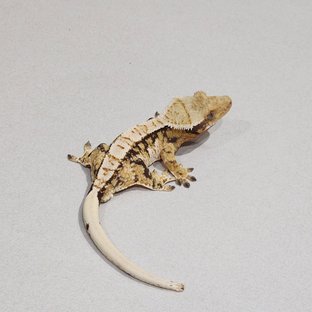 Tri Extreme Harlequin White Pin