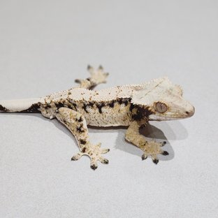 Tri Drippy White Spot Extreme Harlequin
