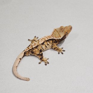 White Pin White Spot Tri Extreme Harlequin