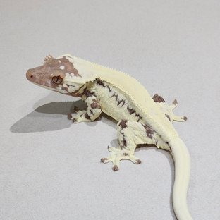 진저