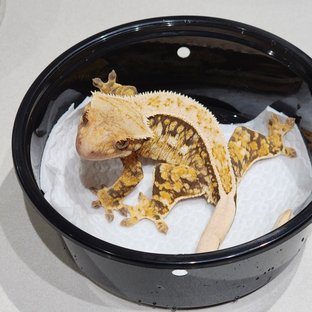 Full Pinstripe Quad White Spot