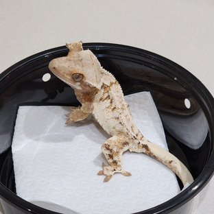 Tri Extreme Harlequin White Spot White Crown White Pin Drippy