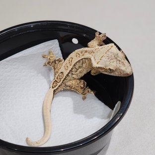 White Crown Drippy White Spot Quad