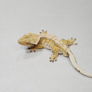 Tri Extreme Harlequin Drippy White Spot White Pin