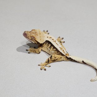 Tri Extreme Harlequin White Pin