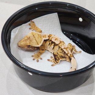 White Crown Tri Extreme Harlequin