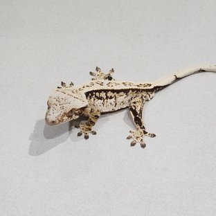 풀핀 트라이 익스트림할리퀸