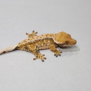 Tri Extreme Harlequin White Pin White Spot Drippy