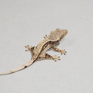 드리피 화이트스팟