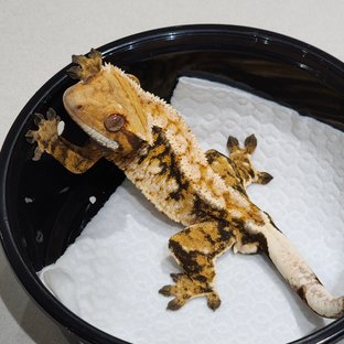 White Crown Tri Extreme Harlequin