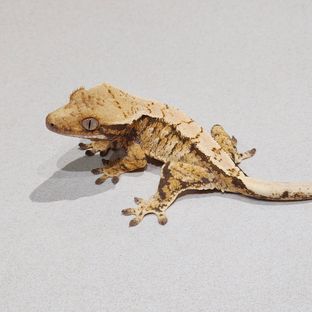 트라이 익스트림할리퀸 바브