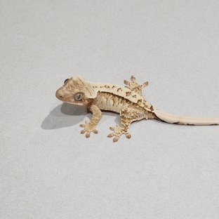 크림 드리피 화이트스팟