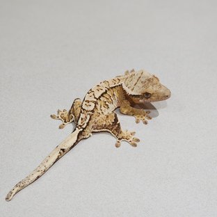 Brindle Extreme Harlequin White Pin White Spot