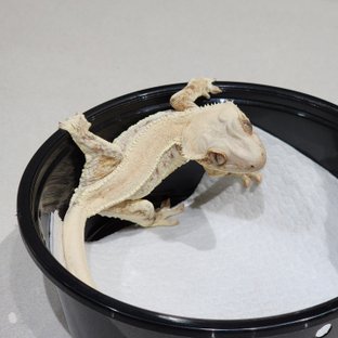 Solid Back Lilly White