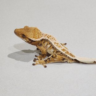 큐브