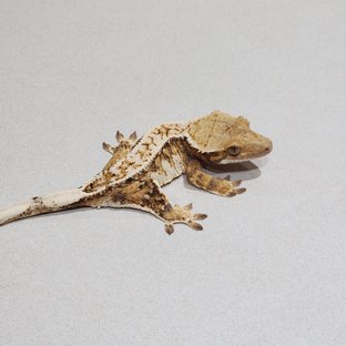 Drippy Tri Extreme Harlequin White Spot White Pin