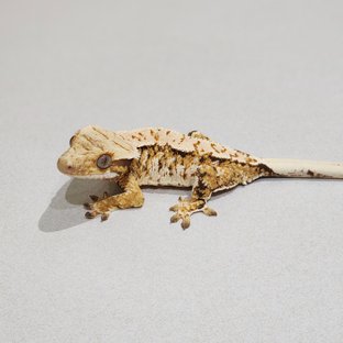 Tri Extreme Harlequin White Spot