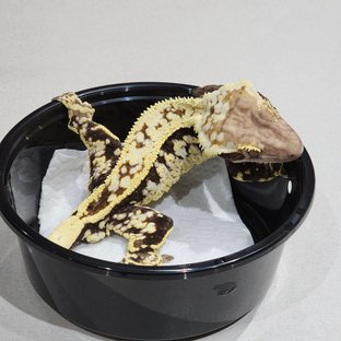 White Crown Cappuccino White Spot Full Pinstripe