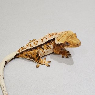 Tri Extreme Harlequin White Pin White Crown White Spot