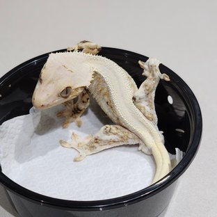 Solid Back Lilly White