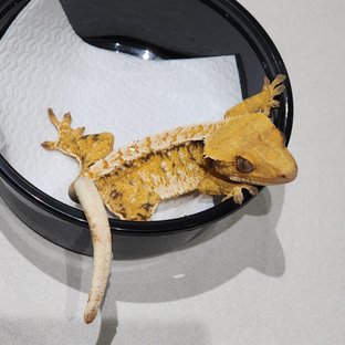 Tri Extreme Harlequin White Spot