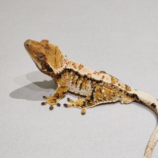 레이븐