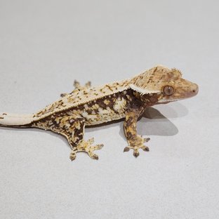 레이블