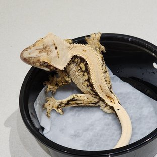 Full Pinstripe Drippy Quad Solid Back