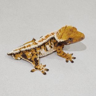 Tri White Pin Extreme Harlequin Barb