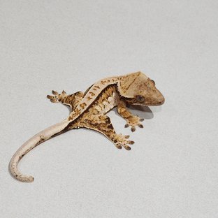 Tri Extreme Harlequin