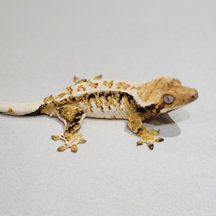 White Crown Drippy Tri Extreme Harlequin White Spot