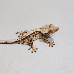 Full Pinstripe Tri Extreme Harlequin