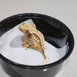 Drippy Tri Extreme Harlequin