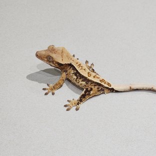 풀핀 드리피 트라이 익스트림할리퀸