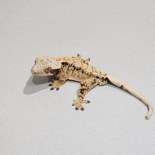 Drippy Tri White Spot Extreme Harlequin