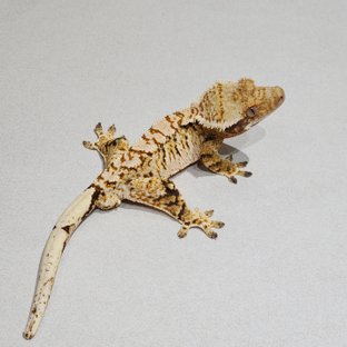 White Crown Tri Extreme Harlequin White Spot