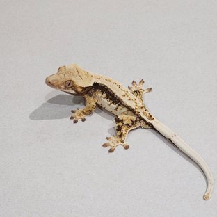 드리피 화이트스팟