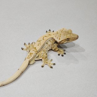 Drippy Quad White Spot Zengex