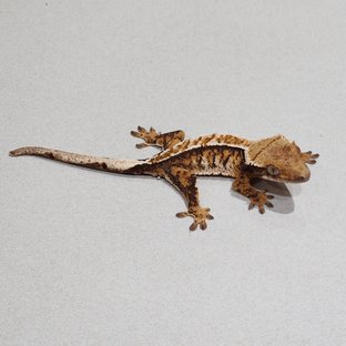 화이트핀 트라이 익스트림할리퀸