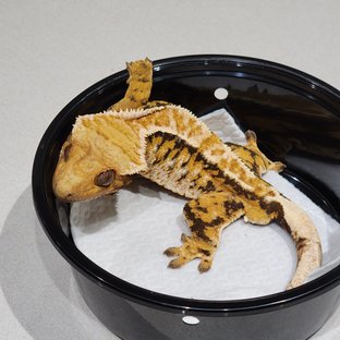 White Crown Tri Extreme Harlequin