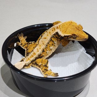 White Crown Drippy Tri Extreme Harlequin