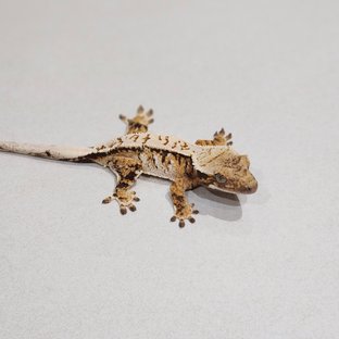 화이트핀 화이트스팟 트라이 익스트림할리퀸