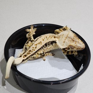 Full Pinstripe Drippy White Spot