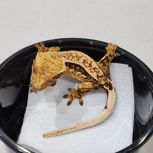 쿼드 화이트스팟