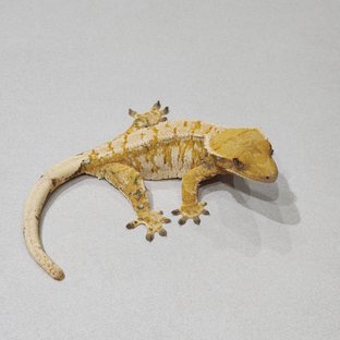 Tri Extreme Harlequin White Pin Drippy