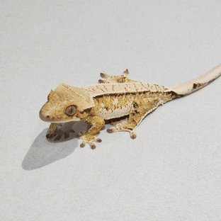 글렌