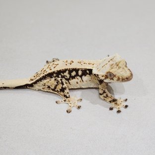 Full Pinstripe Quad Drippy White Spot