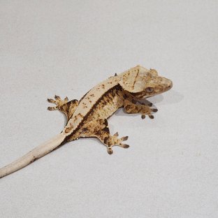 풀핀 트라이 화이트스팟